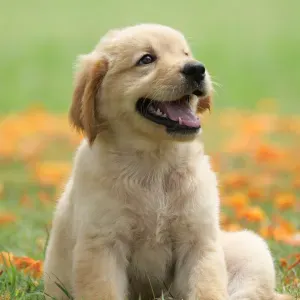 Jag kan lära din hund vad du vill 