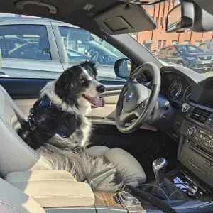 En voiture toutou ! Chiennes à la maison & grand espace vert