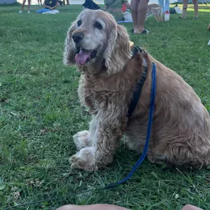 Petsitter na Covilhã – Cuidado responsável e dedicado