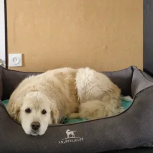 À la recherche d'un pet sitter