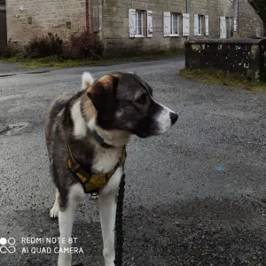 A la recherche d'un pet sitter pour Jerry