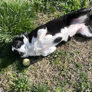Garde d'animaux ou autre avec plaisir
