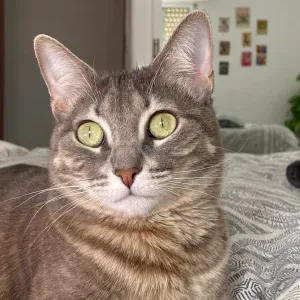 Cuidador de mascotas para contratar