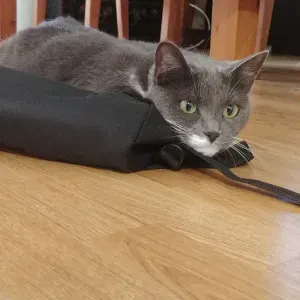 Lycéenne intéressée par la garde d'animaux aout 2022