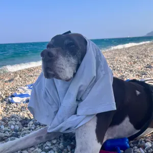 Cerco signora per le pulizie di casa