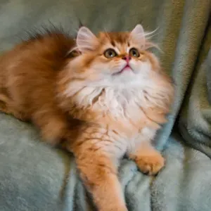 Je recherche une femme de ménage 