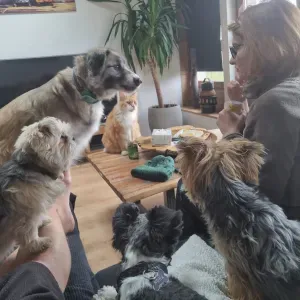 Experienced pet sitter for dogs and cats 