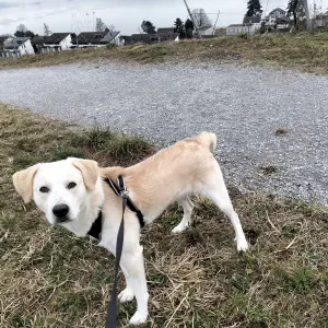 Job offer for a petsitter in Marnate