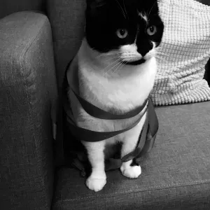 Cat-sitter à Quimper chez vous ou bien à mon domicile