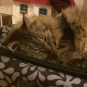 Confiance et tendresse pour vos animaux.