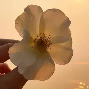 Prof particulier expérimentée.