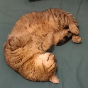 Pet-sitter à mulhouse et environ 