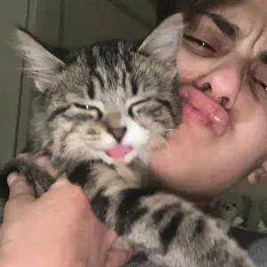 Cura animali (MILANO E PROVINCIA)