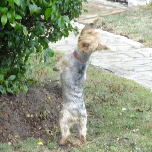 Pet-Sitter petits chiens à Soullans