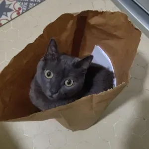 Garde pour ma chatte minouche 