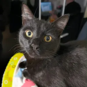 A la recherche d'un(e) pet Sitter à Issy les moulineaux