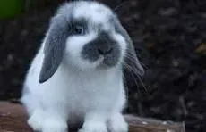 Pet sitter  à Lannion ( chiens , chats, lapins.....)