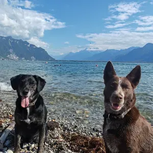 Pet-sitter à montreux ou Vevey 