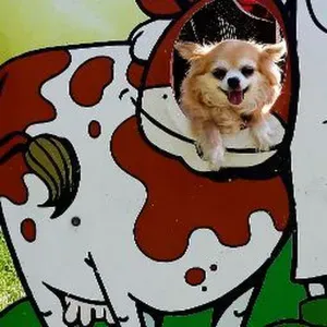 Cuido a tu mascota en Paterna, Valencia 