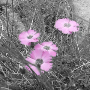 Offre d'emploi pour un(e) dame de compagnie à Hyères