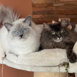 Vos animaux choyés comme les miens 🐱🐶