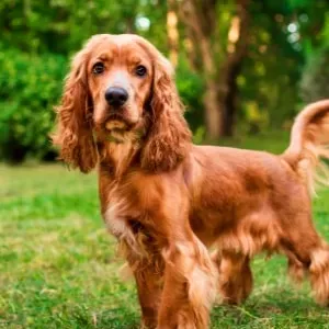 Recherche aide ménagère