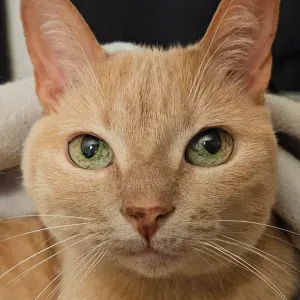 Offre d'emploi pour un(e) petsitter à Drancy