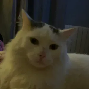 Dispo pour balades, câlins et croquettes à volonté 🐾