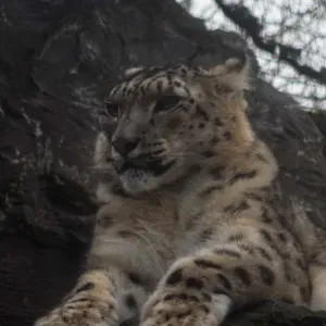 Pet-sitter la louvière ! 17 ans 