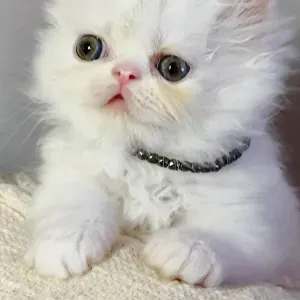 Empregada de limpeza 