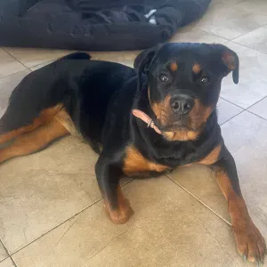 Je cherche un(e) petsitter près de chez moi