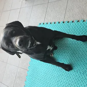 Garde de chien