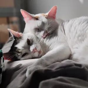 Buscando cuidador de mascotas (gatos)