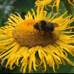 Trusted Dog Walker & Pet Sitter – Zurich