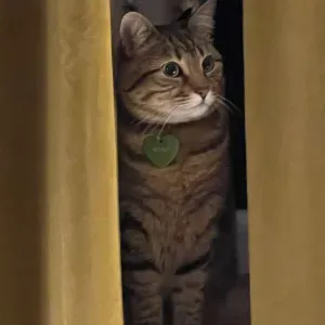 Garder chat chez vous un we prolongé