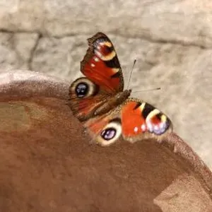 Addetta alle pulizie in casa privata. Borgomanero&dintorni 