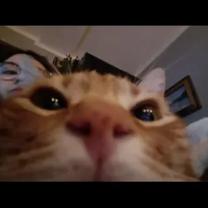 Cuidado de animales en Zaragoza! 