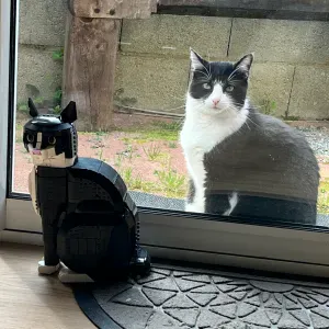 Pet sitter sud Loire, Bouguenais et alentours 😻🐶