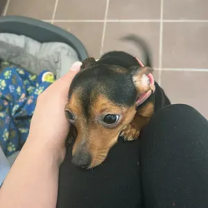 Pet-Sitter à Genève Carouge et les communes voisines