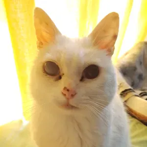 Garde d'animaux dans la région