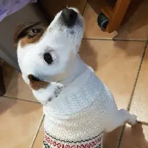 Position for a Petsitter in Castellammare di Stabia