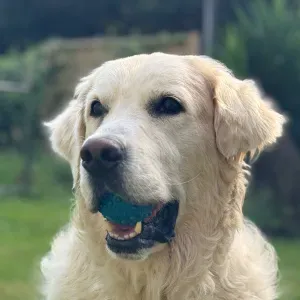 Pet sitter avec expérience à ciboure