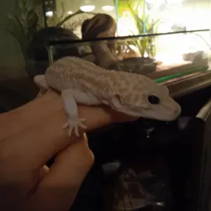 Pet-sitter près de la ville de Cany-Barville