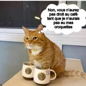 Pet sitter à Libramont  pour s'occuper de vos animaux