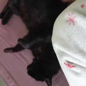 Pet-Sitting dans les Yvelines 