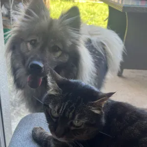 Pet-sitter à saint medard en jalles 