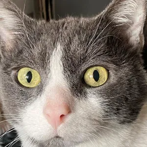 🐾 Pet-sitter sérieuse et attentionnée