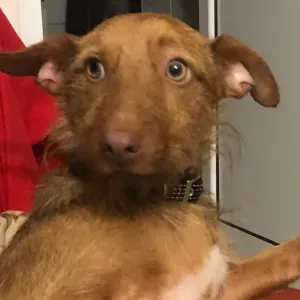 À procura de cuidador durante período de férias 