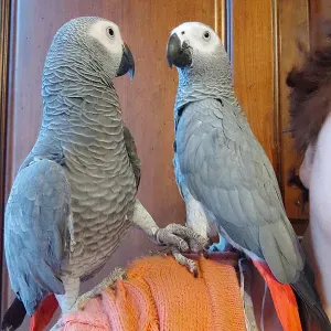 Lavoro pulizie Rozzano