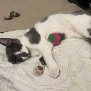 Pet-Sitter à Maubeuge et Hautmont